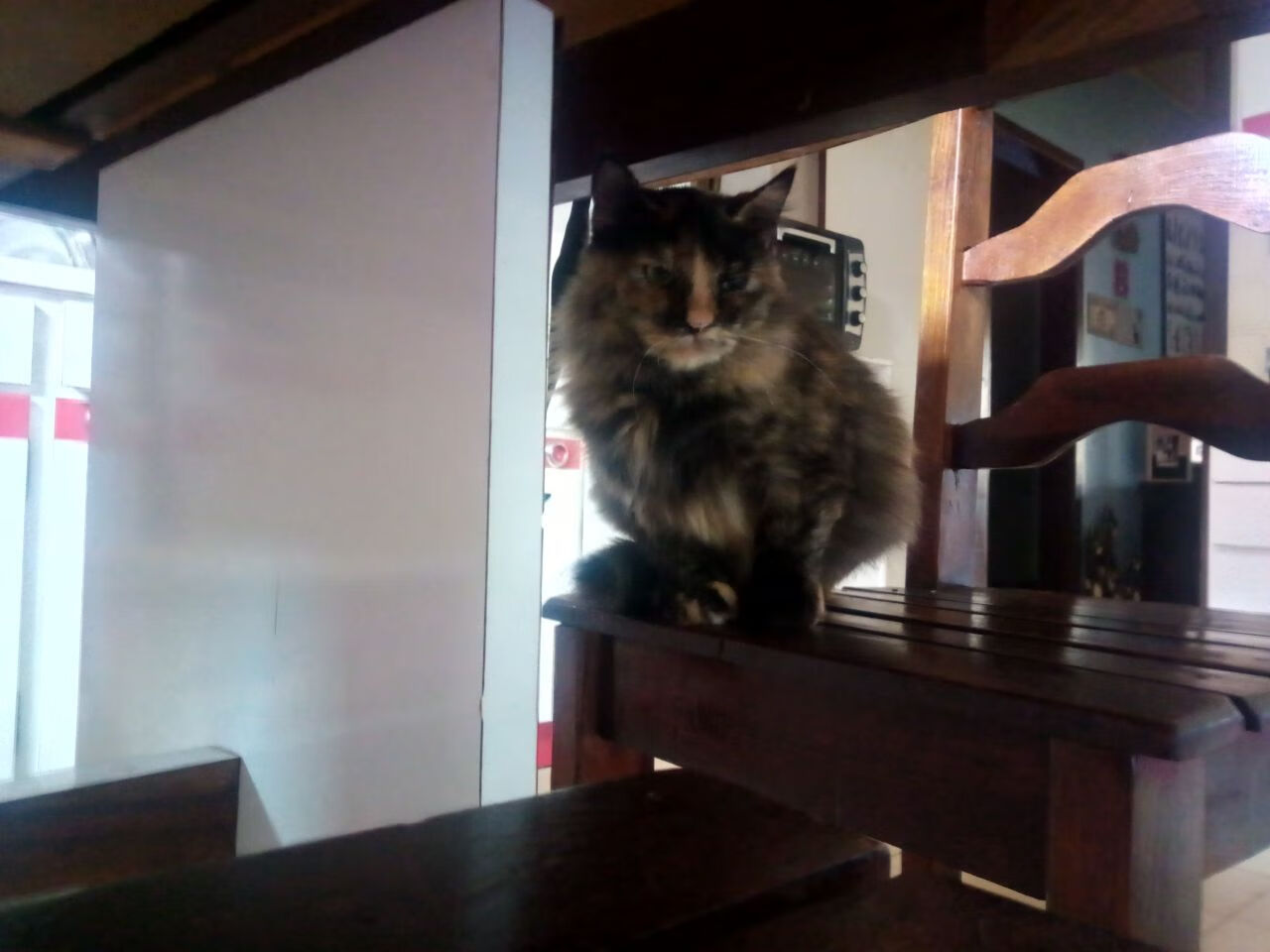 kaiyun开云·官方网站-埃及队在2024年混合团体世界杯中的关键策略，埃及参加世界杯