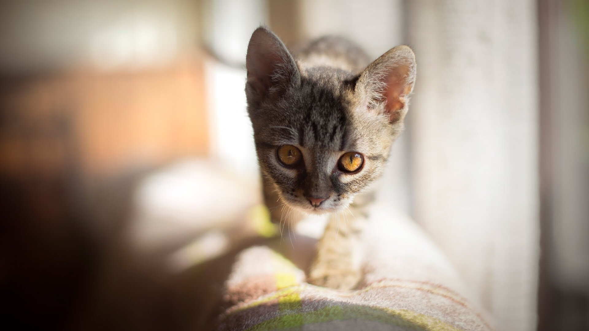 Kaiyun官方登录入口-史密斯200米仰泳决赛发挥稳定，田径史密斯