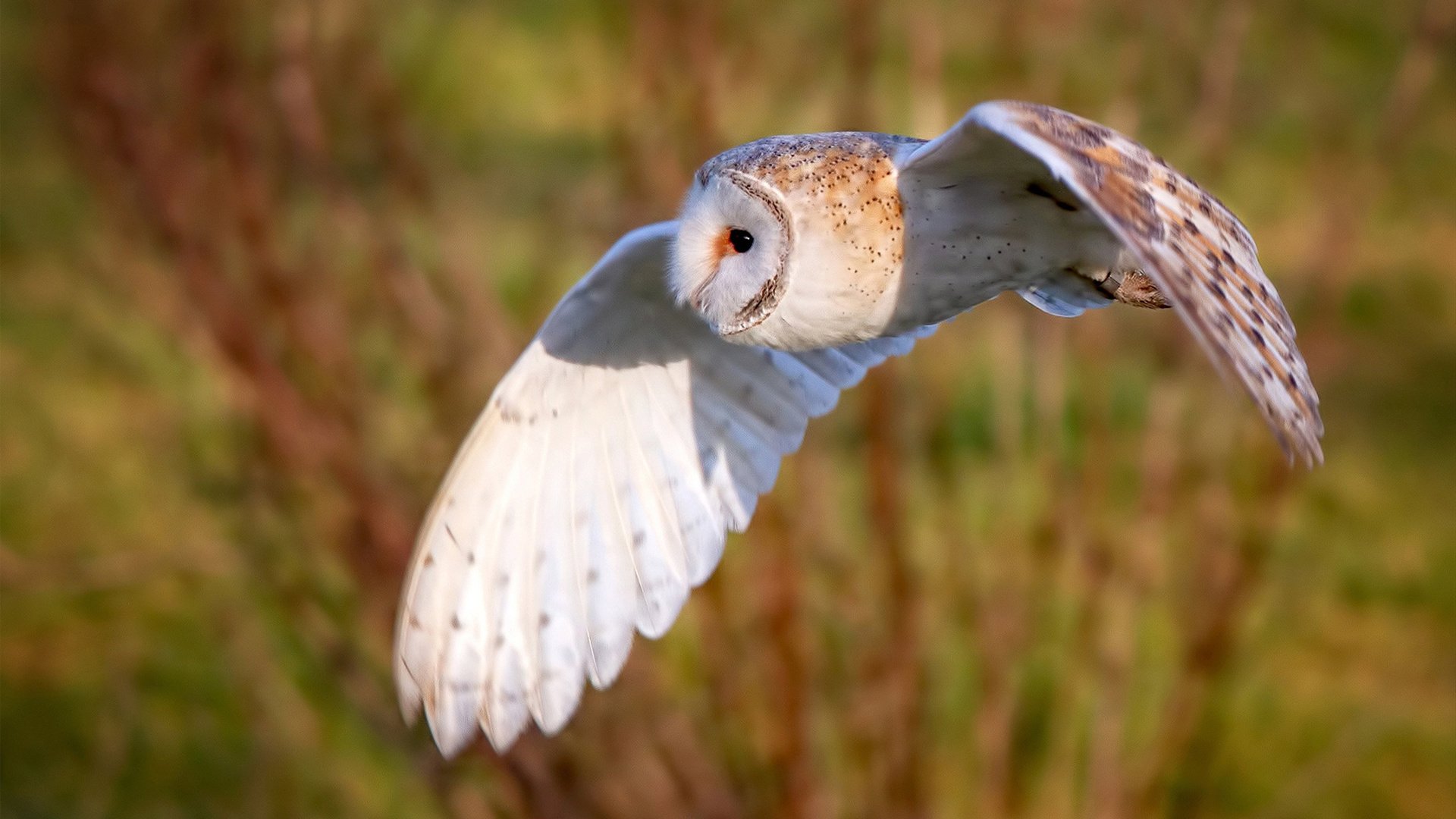 开云官方网页登录-新闻中心通报赛事直播时延问题整改情况说明，网络直播延时多长时间