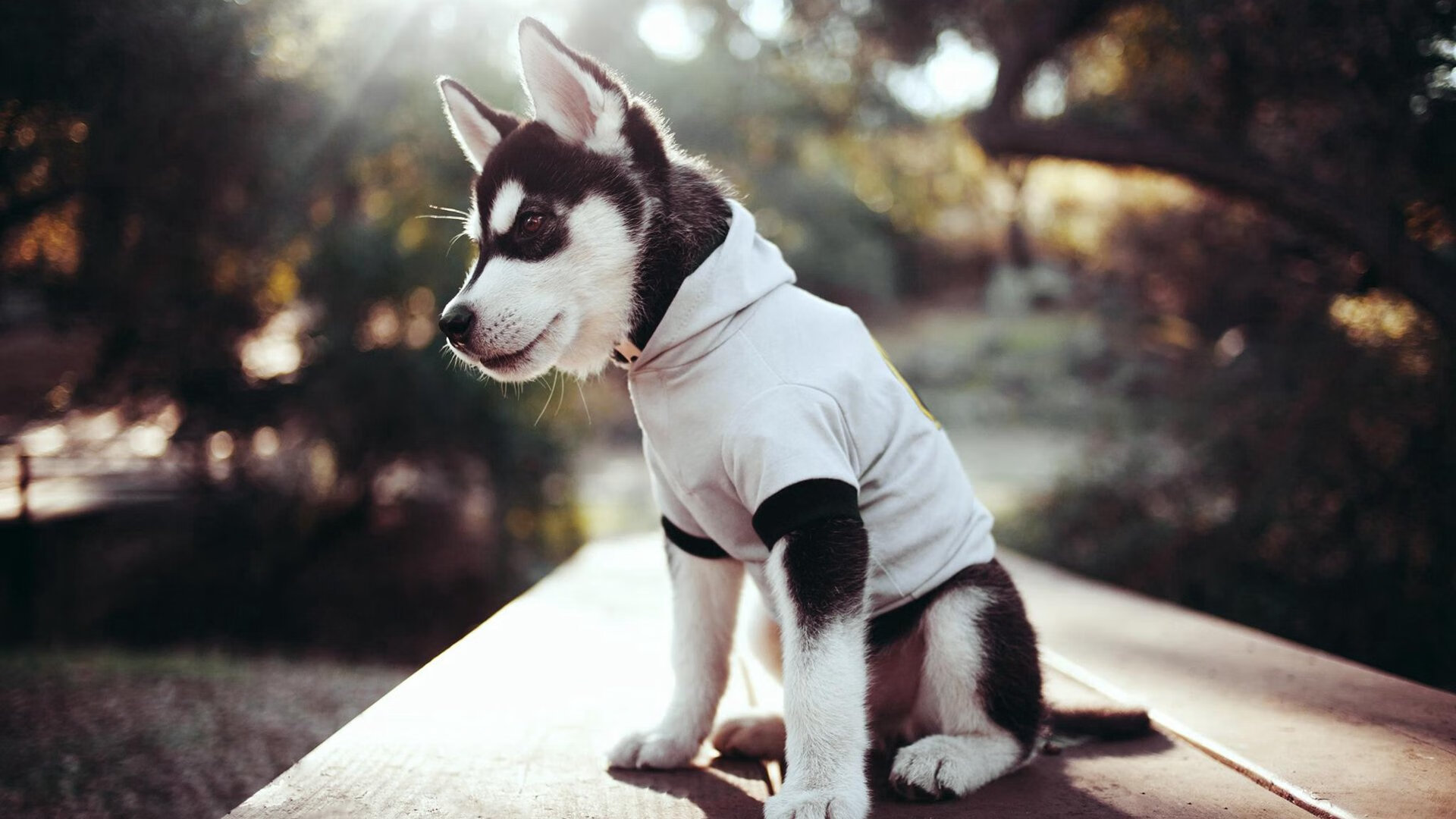 李亚杰与程子龙默契配合成夺冠关键,李亚杰老婆