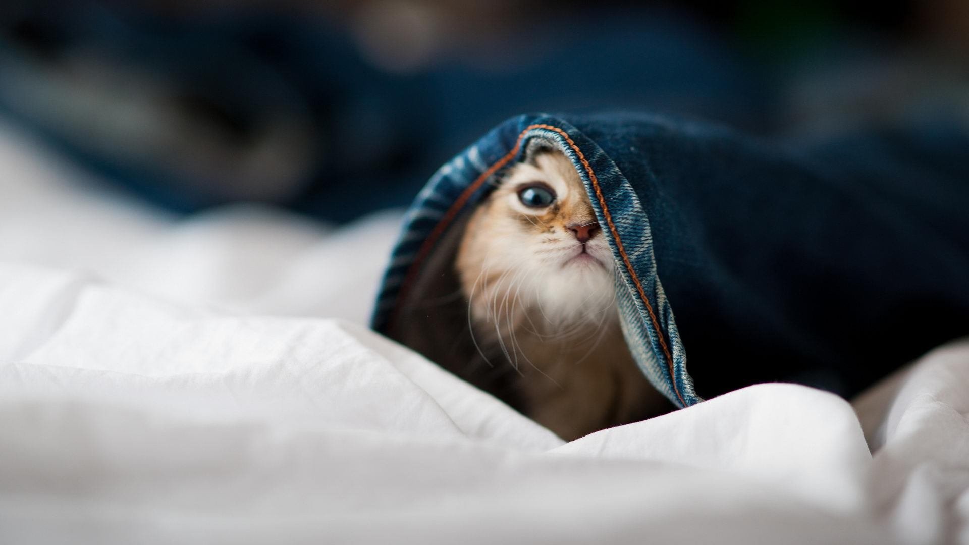 开云中国-篮球赛事主客场安排优化增强观众体验，篮球主客场赛制