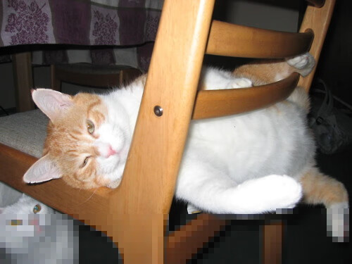 篮球赛事主客场安排优化增强观众体验，篮球主客场赛制