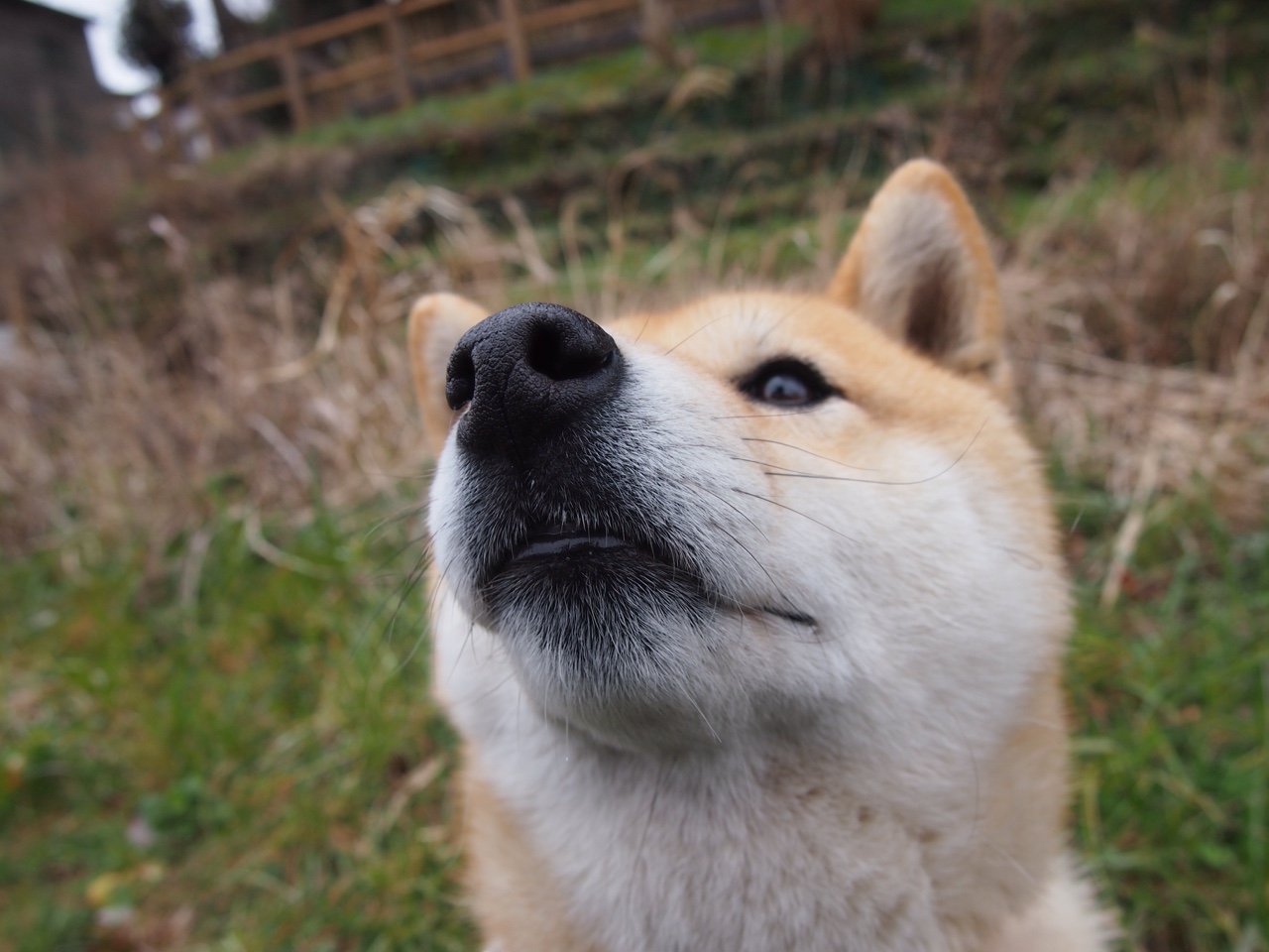 开云官方网页登录-苏格兰橄榄球的新战术体系开始逐步成型，苏格兰受训