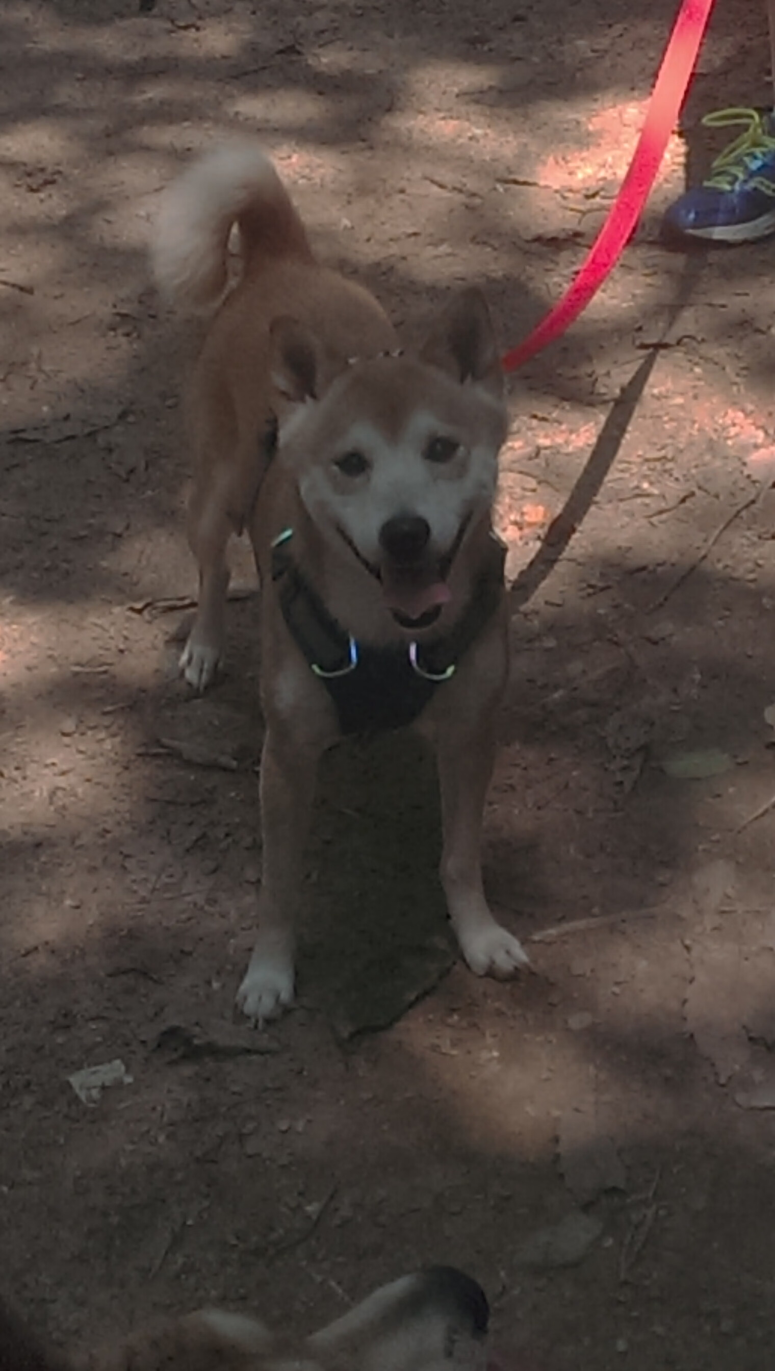 马克·阿特金森:作为南非队的突破核心,成功化解了攻防两端的压力