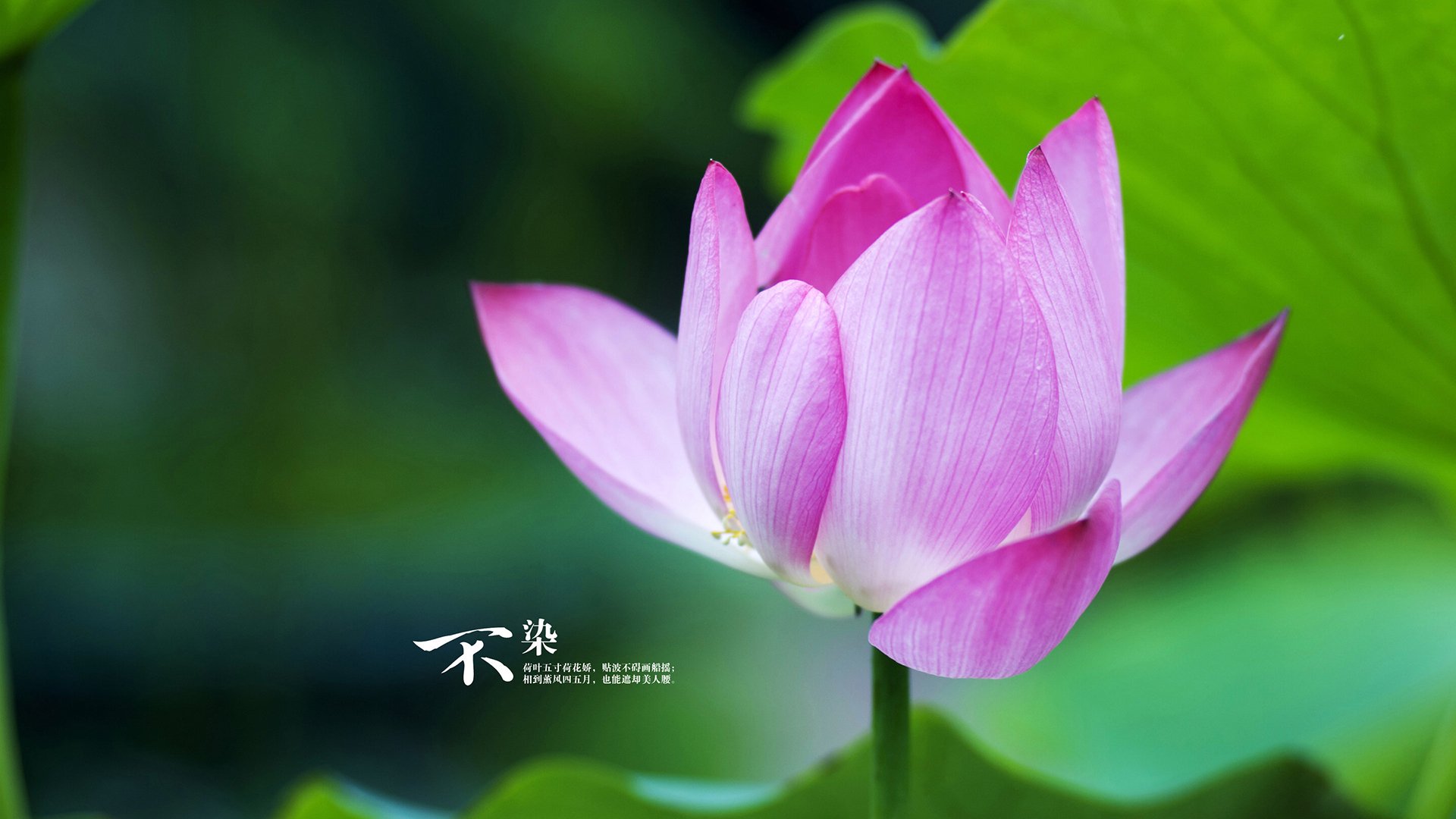 开云官网-曼联边后卫助攻频繁拉开宽度，曼联史上十大最强边后卫